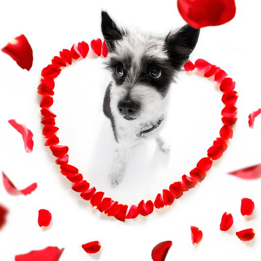 Valentine's Day - Celebrating loyal and unconditional love