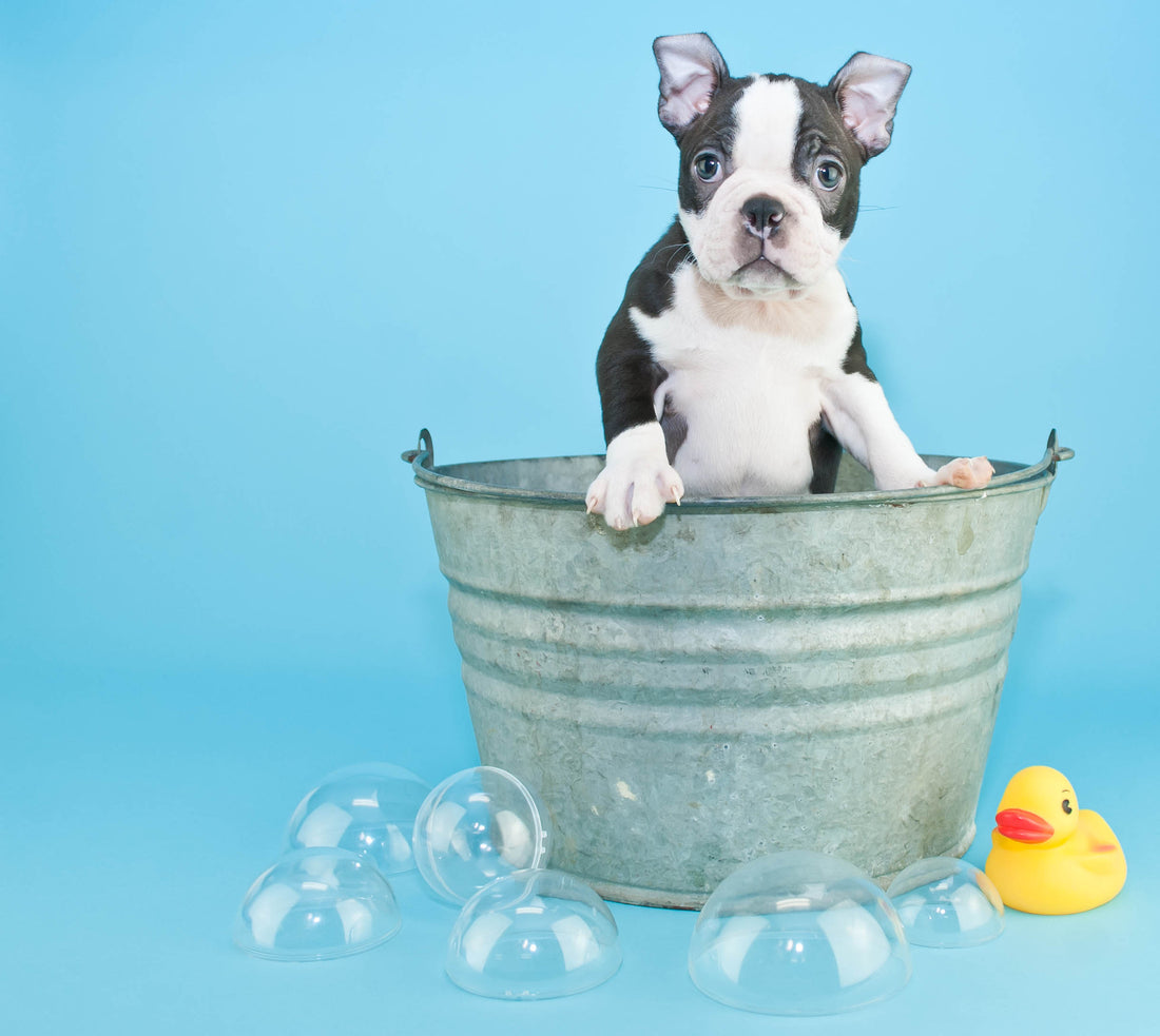 Keeping your best friend clean, naturally