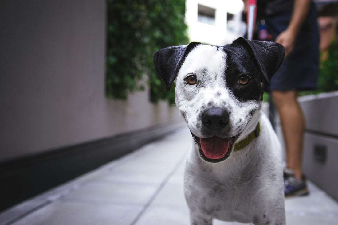 Keeping your dog safe on Independence Day