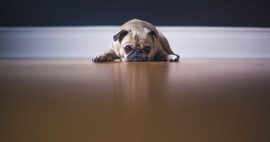 Preparing the empty nest for your best friend.