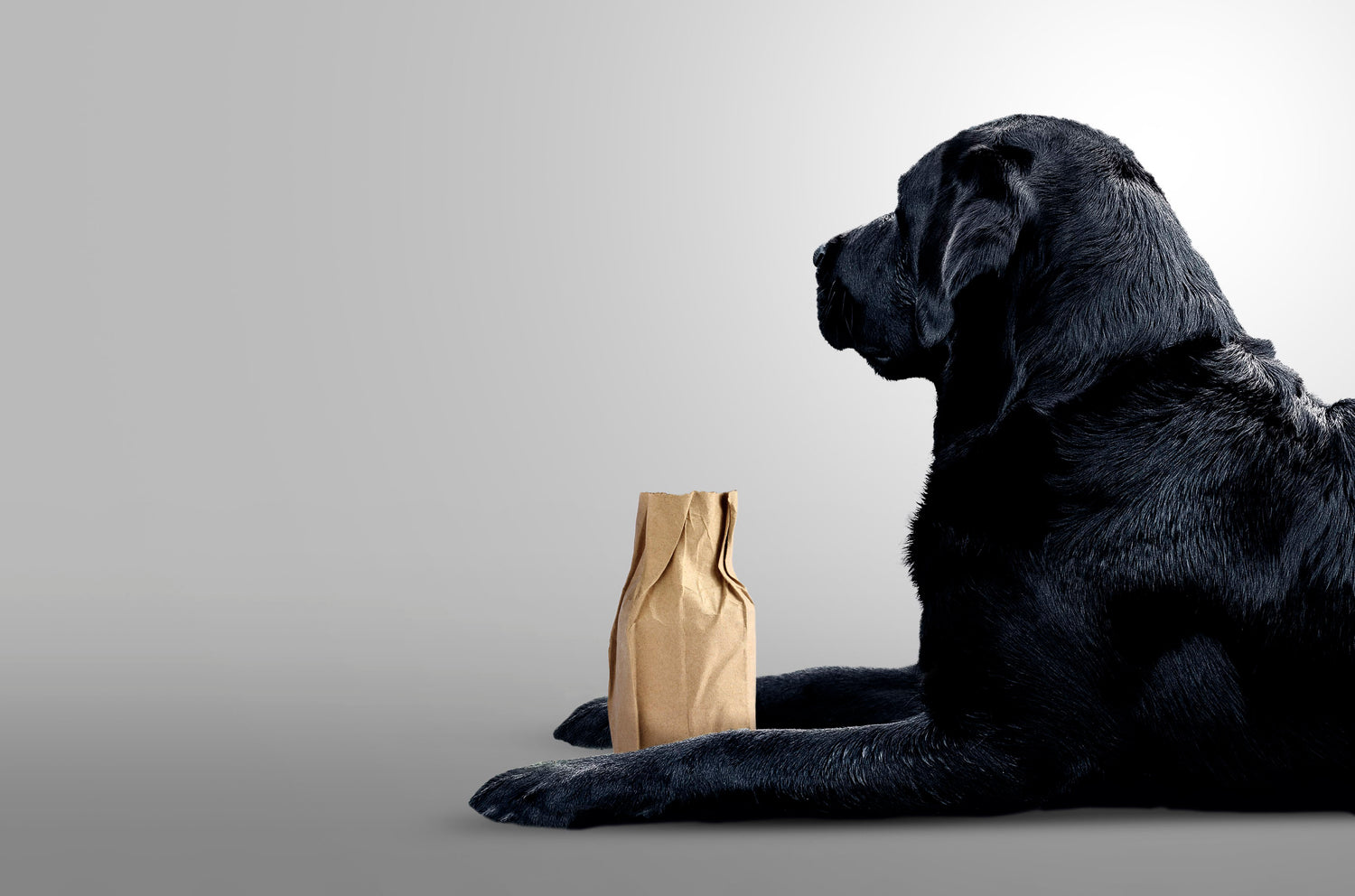 Black Labrador with Bottle